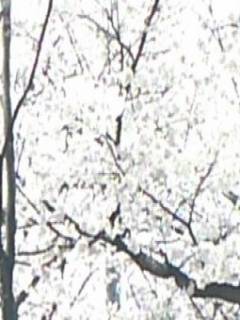 オオヤマさんの写真1