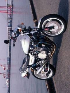 森の熊六　（プロ）さんの写真1