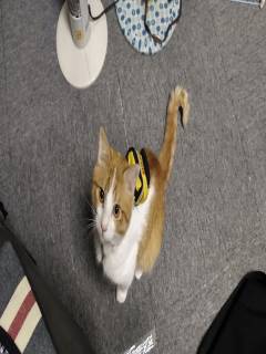 はとりさんの写真1